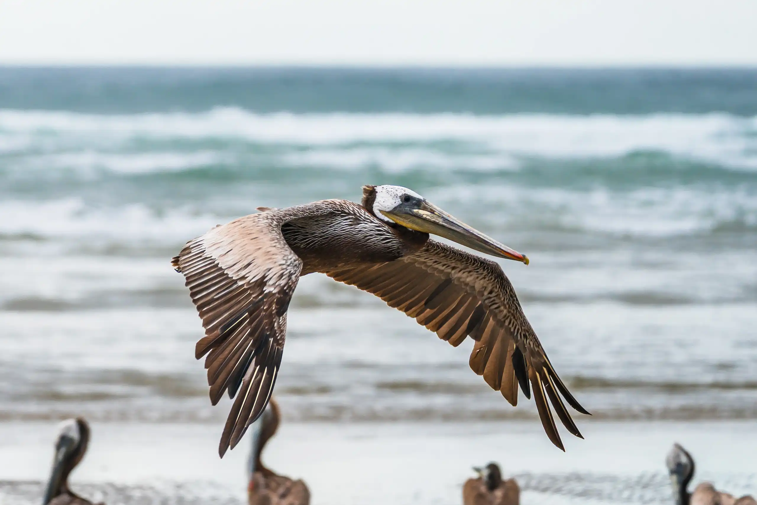 CANNON BEACH 052123