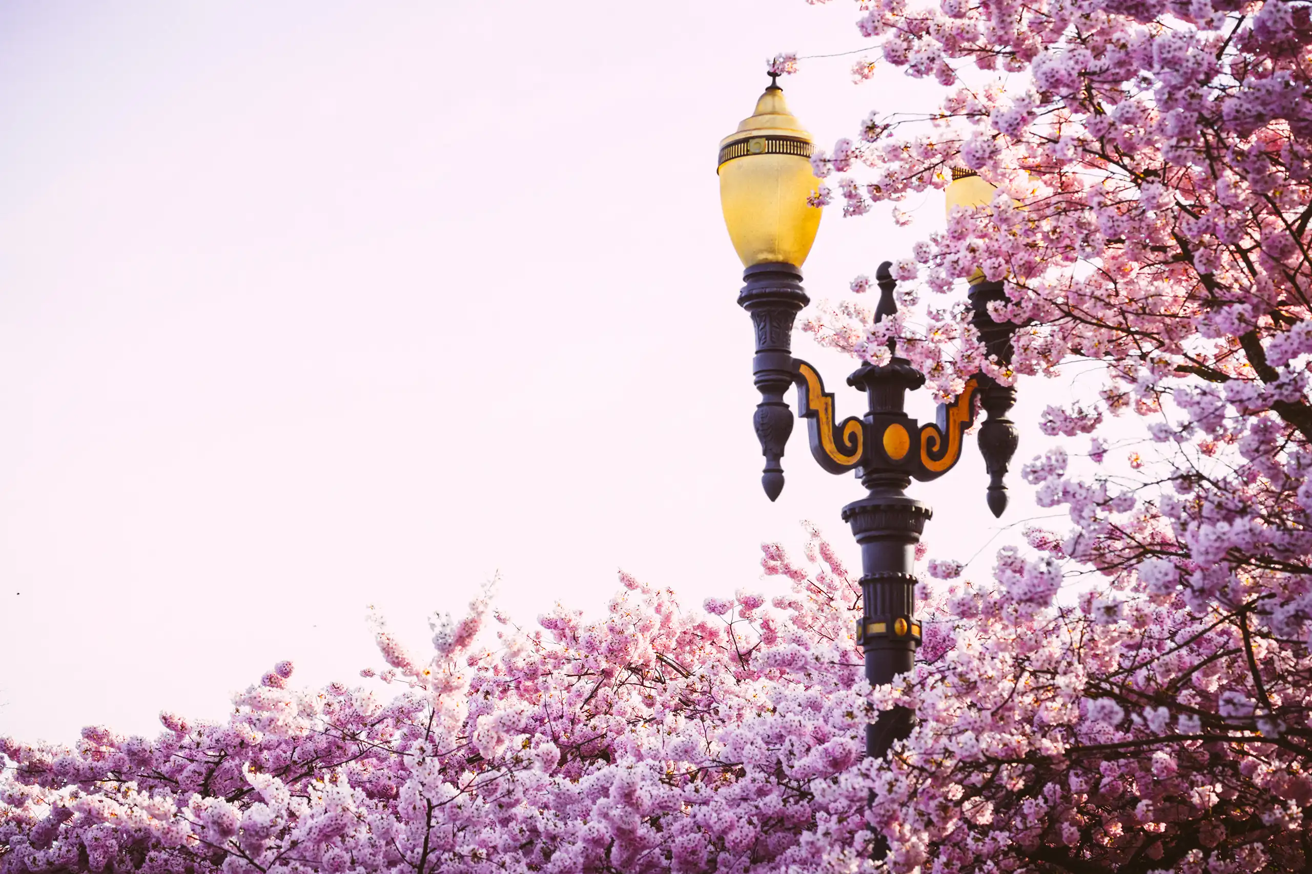 PORTLAND CHERRY BLOSSOMS 032224