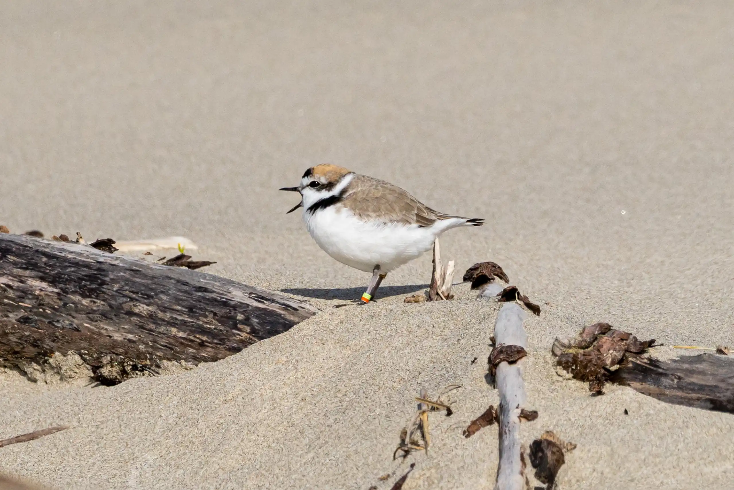 NEHALEM BAY 040425