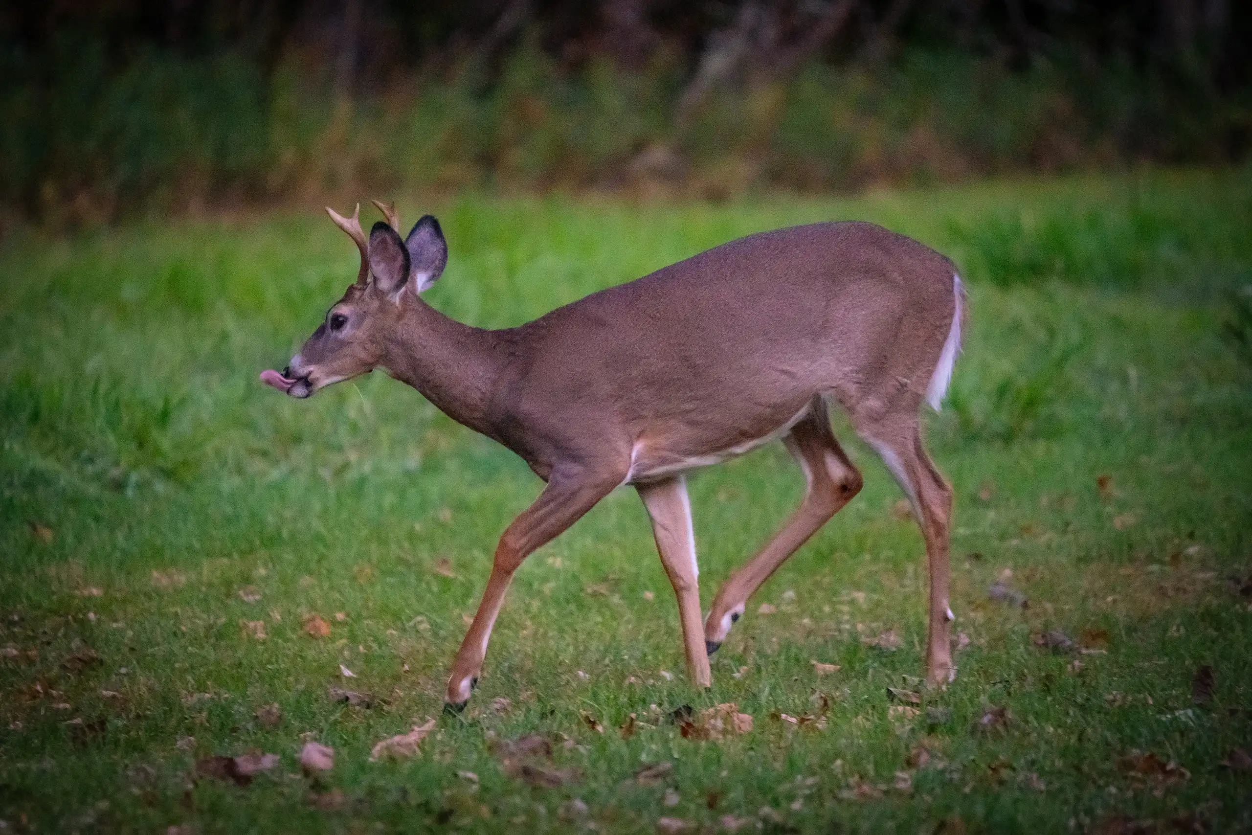 DEER HERD 100820