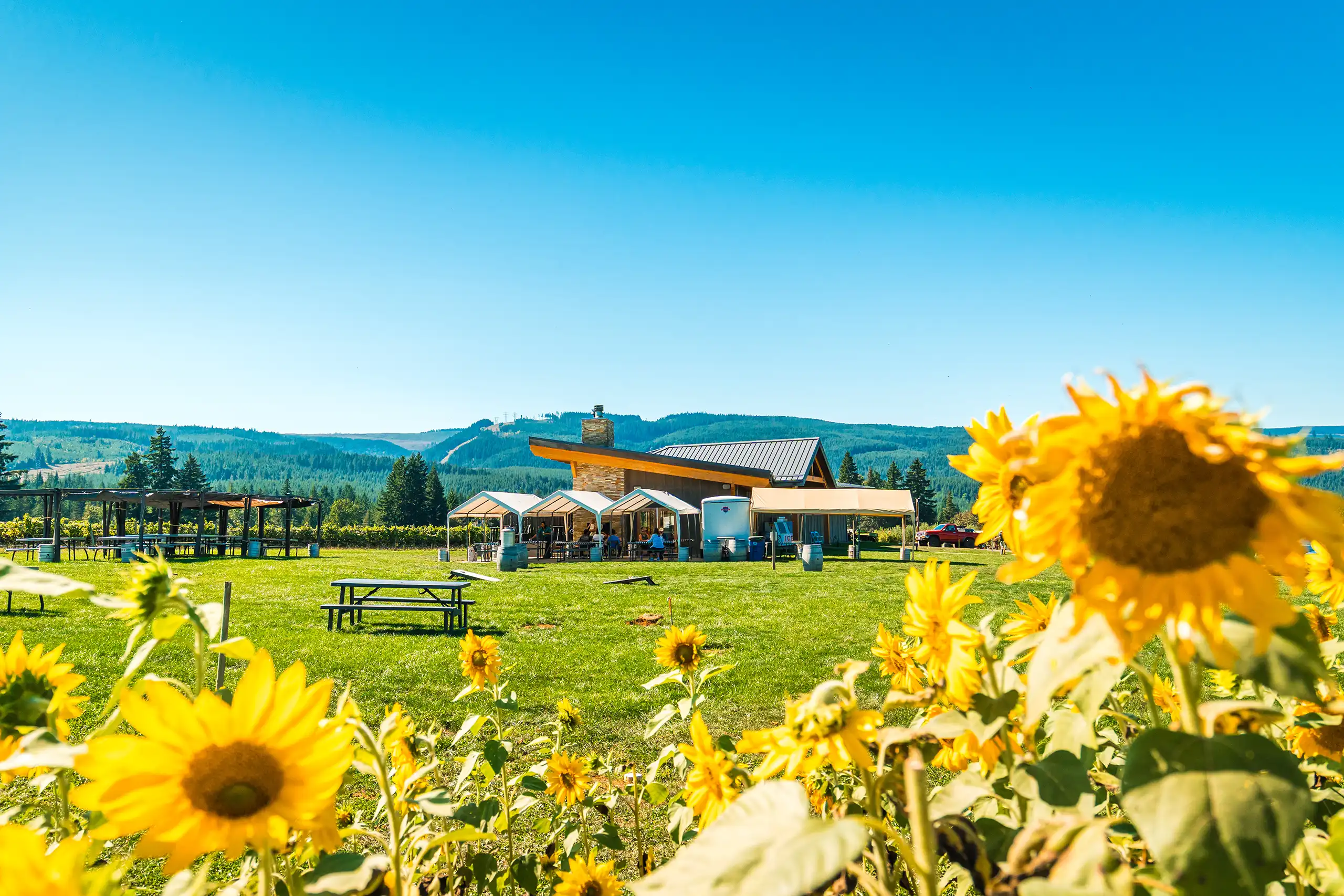 GRATEFUL VINEYARDS 091725